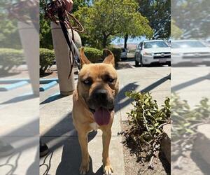 American Pit Bull Terrier-Unknown Mix Dogs for adoption in Fremont, CA, USA