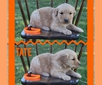 Small Photo #2 Golden Retriever Puppy For Sale in MONTROSE, CO, USA