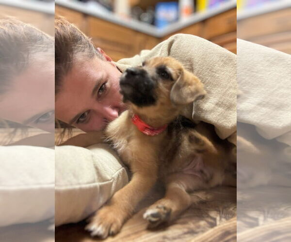 Medium Photo #3 Mutt Puppy For Sale in New London, WI, USA