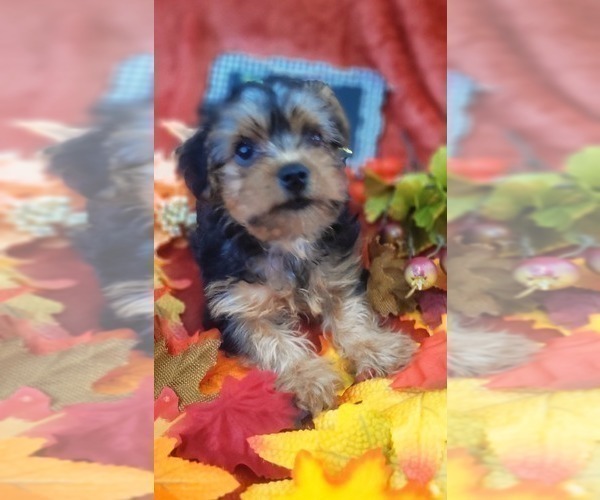Medium Photo #21 Yorkshire Terrier Puppy For Sale in AKRON, OH, USA