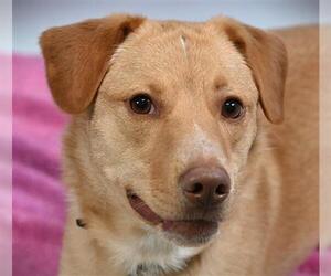 Golden Labrador Dogs for adoption in Fort Collins, CO, USA