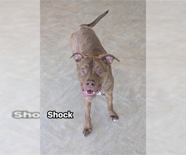 Medium Photo #1 American Bandogge mastiff Puppy For Sale in Akron, OH, USA