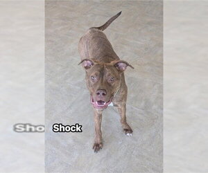 American Bandogge mastiff Dogs for adoption in Akron, OH, USA