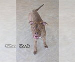 SHOCK - Male American Bandogge mastiff Dog for Adoption - Small photo