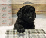Puppy Oscar Labradoodle mix (+ Poodle Standard)