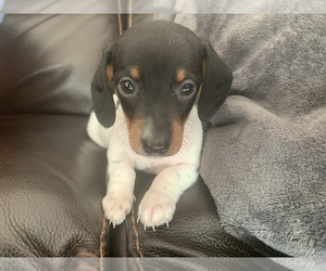 Dachshund Puppy for sale in GRANBY, CT, USA