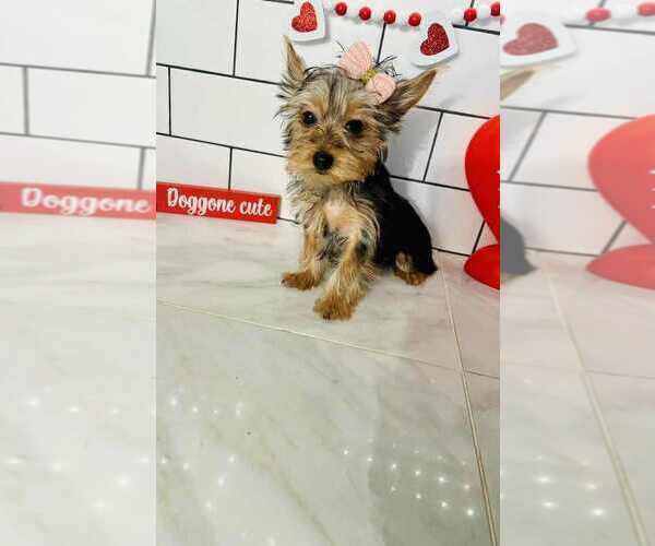Medium Photo #2 Yorkshire Terrier Puppy For Sale in INDIANAPOLIS, IN, USA