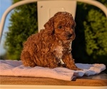 Small Photo #33 Poodle (Miniature) Puppy For Sale in GOSHEN, IN, USA