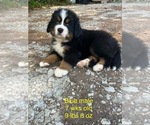 Puppy Blue male Bernese Mountain Dog