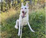 Small #2 white german shepherd Mix