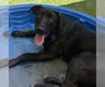 Small #8 Labrador Retriever Mix