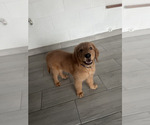 Small Photo #31 Golden Retriever Puppy For Sale in ORLANDO, FL, USA