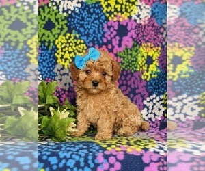 Goldendoodle (Miniature) Puppy for sale in NOTTINGHAM, PA, USA