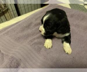 Cocker Spaniel Puppy for Sale in LUBBOCK, Texas USA