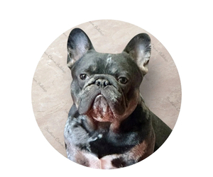 Father of the French Bulldog puppies born on 05/02/2025