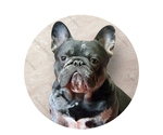 Small Photo #1 French Bulldog Puppy For Sale in HIGH POINT, NC, USA