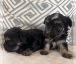 Small #7 Morkie