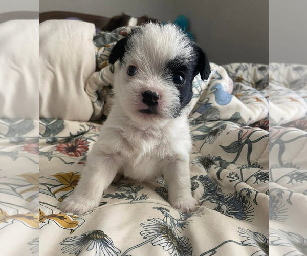 Medium Photo #3 Boston Terrier-Unknown Mix Puppy For Sale in Grafton, WI, USA