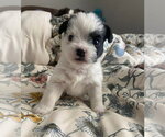 Small #2 Boston Terrier Mix
