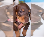 Small Photo #4 Dachshund Puppy For Sale in HIALEAH, FL, USA