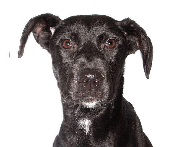 Medium Photo #4 Labrador Retriever Puppy For Sale in Oakland Park, FL, USA