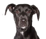 Small #3 Labrador Retriever