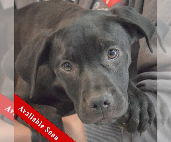 Medium Photo #1 American Staffordshire Terrier-Unknown Mix Puppy For Sale in Huntley, IL, USA