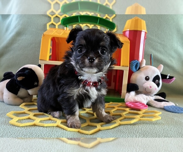 Medium Photo #1 Chihuahua Puppy For Sale in NEWVILLE, PA, USA