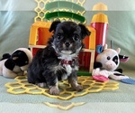 Image preview for Ad Listing. Nickname: AKC Wicked