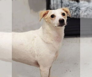Wishbone - Female Jack Russell Terrier-Unknown Mix Dog for Adoption - Photo #3