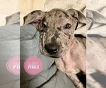 Small Photo #2 Great Dane Puppy For Sale in COLUMBUS, OH, USA