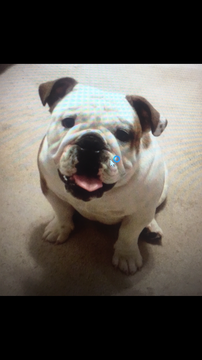 Medium Photo #1 English Bulldogge Puppy For Sale in THOMPSONS STATION, TN, USA