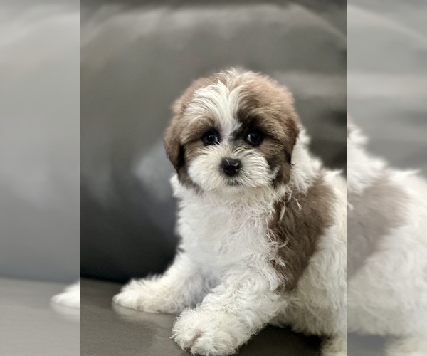 Medium Photo #3 Shih Tzu Puppy For Sale in ELMHURST, IL, USA