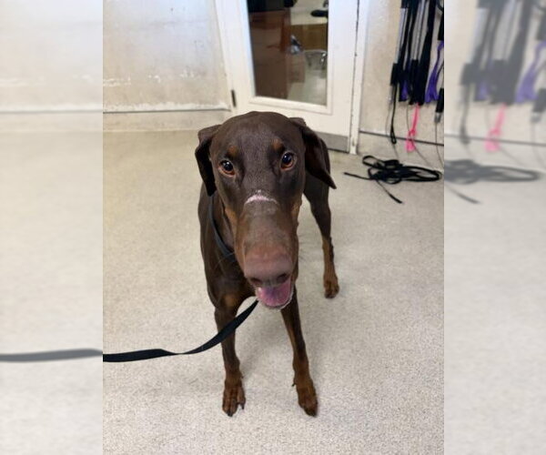 Medium Photo #1 Doberman Pinscher Puppy For Sale in Riverside, CA, USA