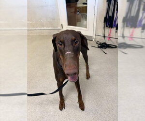 Doberman Pinscher Dogs for adoption in Riverside, CA, USA
