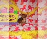 Small Photo #2 Poodle (Toy)-Yorkshire Terrier Mix Puppy For Sale in LAPEER, MI, USA