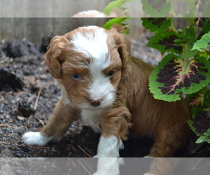 Cavapoo-Poodle (Toy) Mix Puppy for Sale in GREENWOOD, Wisconsin USA