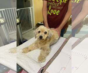 Havanese-Unknown Mix Dogs for adoption in Benton, LA, USA