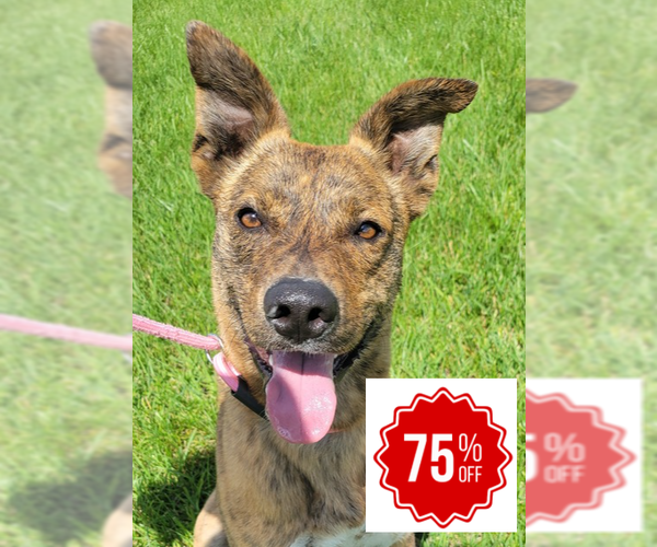Medium Photo #11 Mutt Puppy For Sale in Bolivar, MO, USA
