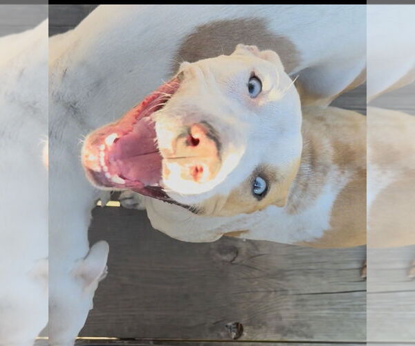 Medium Photo #18 Catahoula Leopard Dog-Unknown Mix Puppy For Sale in Sanford, FL, USA