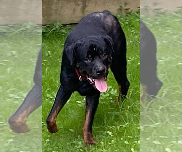 Medium Photo #2 Rottweiler Puppy For Sale in Rootstown, OH, USA