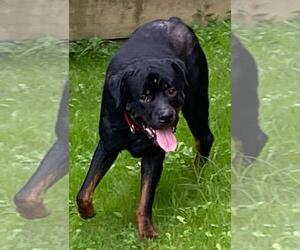 Ace - Ball Tossing is My Thing - Male Rottweiler Dog for Adoption - Photo #2