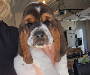 Basset Hound Puppy for Sale in FRANKFORT, Kansas USA