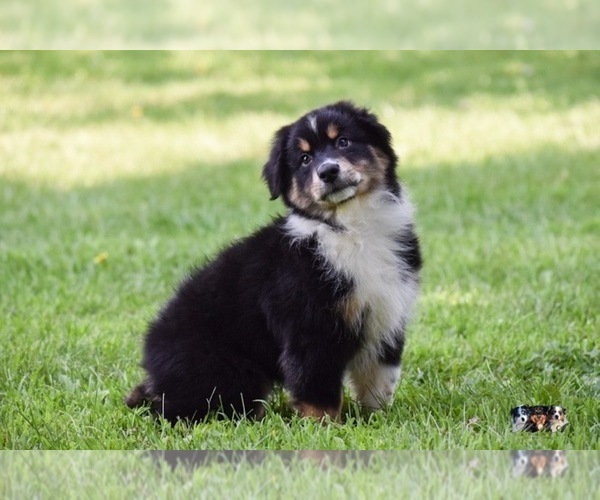Medium Photo #5 Australian Shepherd Puppy For Sale in EASTON, MO, USA