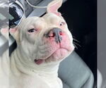 Small #1 American Pit Bull Terrier