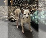 Small Photo #1 Chihuahua Puppy For Sale in San Antonio, TX, USA