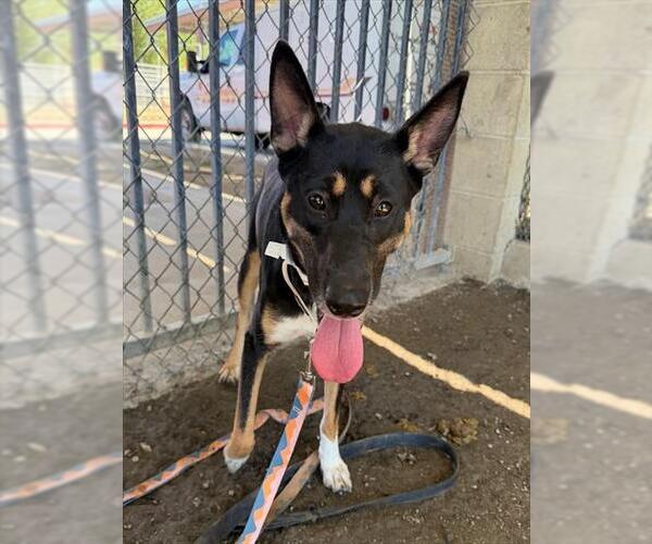 Medium Photo #2 Mutt Puppy For Sale in Riverside, CA, USA