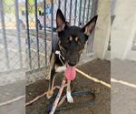 Small #1 Mutt