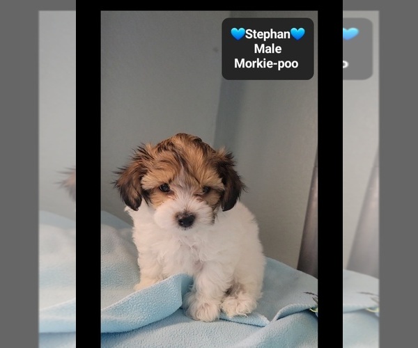 Medium Photo #2 Morkie Poo (Toy) Puppy For Sale in TUCSON, AZ, USA