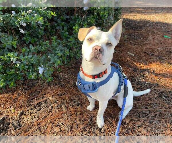 Medium Photo #2 Frengle Puppy For Sale in Elk Grove, CA, USA